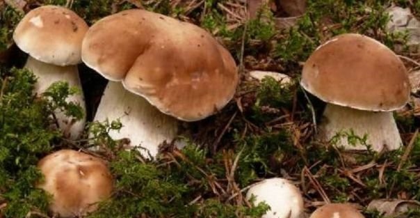 За сутки спасатели вывели из лесов трёх заблудившихся грибников 