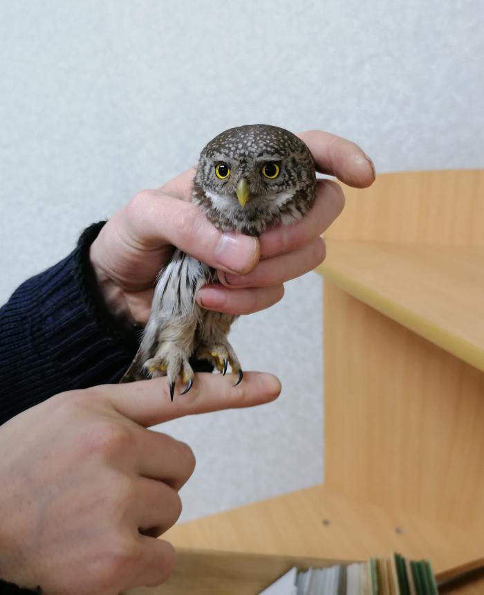 Сотрудники Пинежского заповедника пытались спасти раненую сову