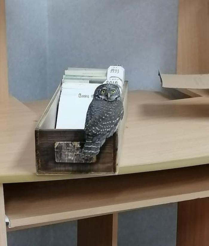 Сотрудники Пинежского заповедника пытались спасти раненую сову