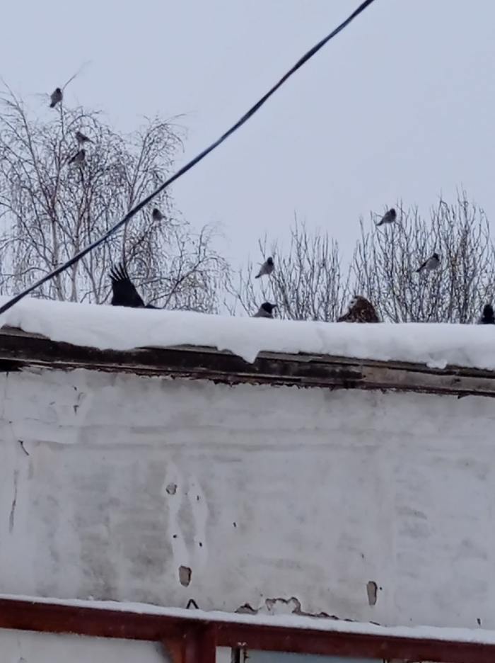 Новодвинские пожарные спасли филина от ворон