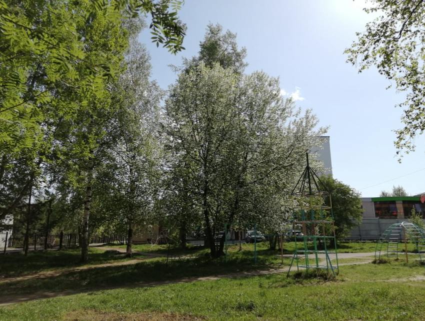 В Архангельской области стоит невероятная жара, и цветет черёмуха