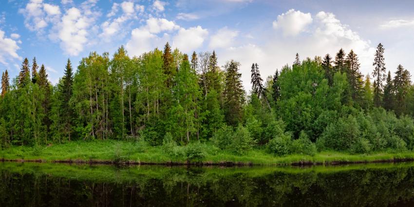 Архангельские спасатели вывели из леса заблудившуюся семейную пару
