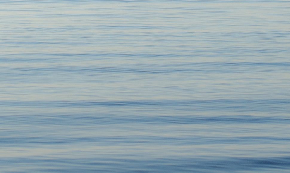 В Северодвинске спасатели отогнали тюленя с дороги в водоём