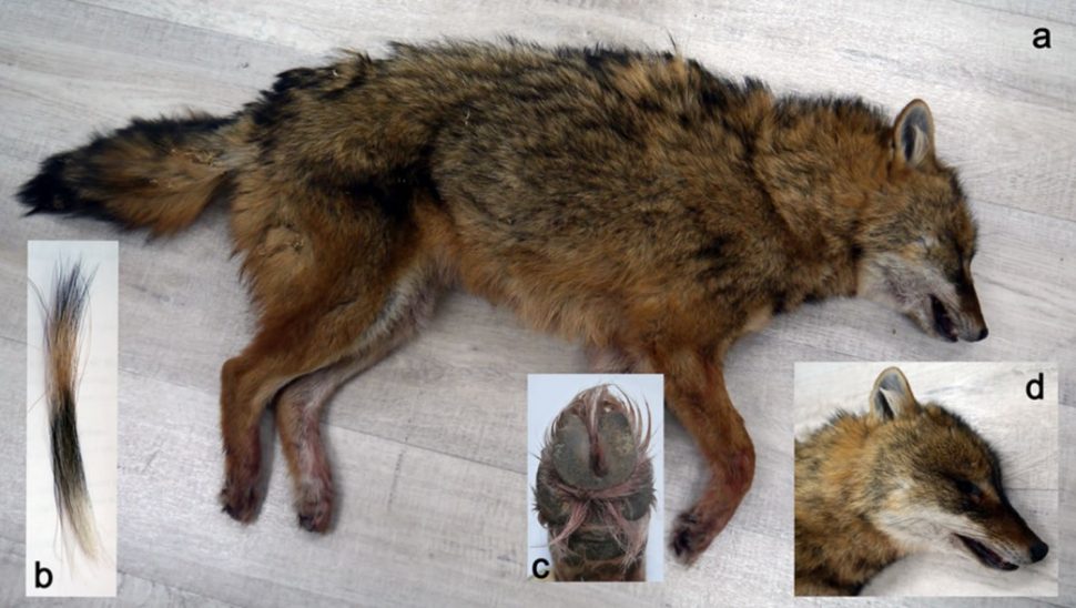 фото: Konstantin F. Tirronen et al. / Polar Biology, 2022
