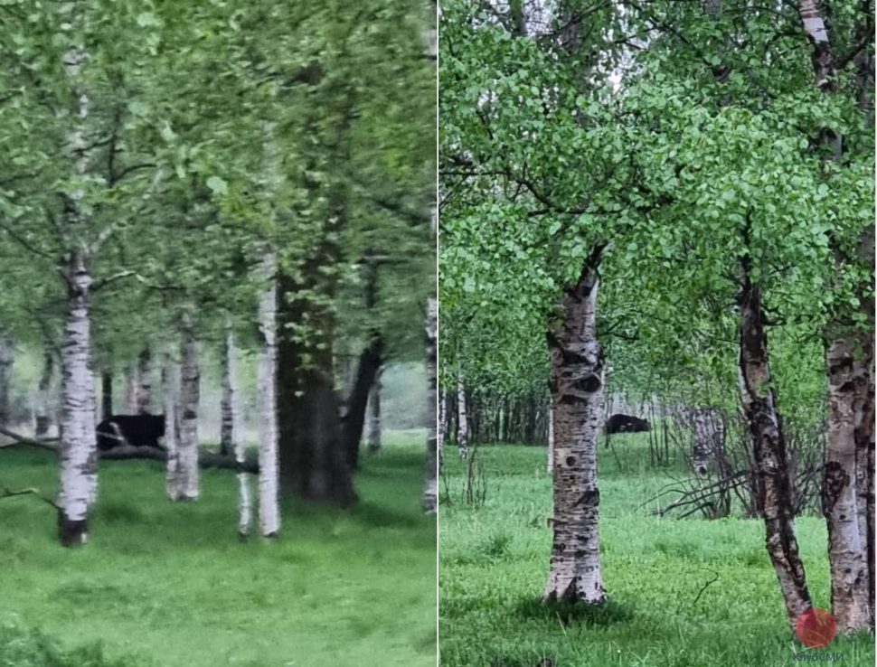 Ночью по центру Северодвинска гулял медведь