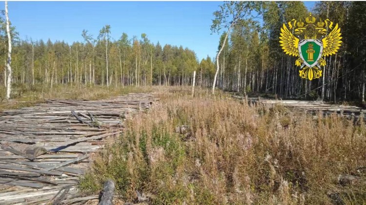 В Каргополе вынесен приговор по уголовному делу о незаконной рубке леса 